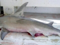 Great Hammerhead Shark
