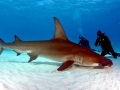 Great Hammerhead Shark