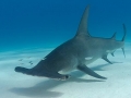 Great Hammerhead Shark