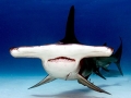 Great Hammerhead Shark