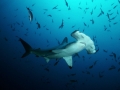 Great Hammerhead Shark