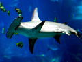 Great Hammerhead Shark