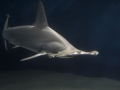Great Hammerhead Shark