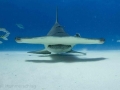 Great Hammerhead Shark