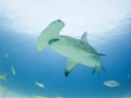 Great Hammerhead Shark