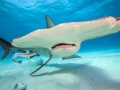 Great Hammerhead Shark