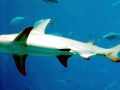 Great Hammerhead Shark