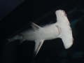 Great Hammerhead Shark
