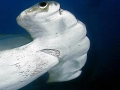 Great Hammerhead Shark