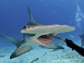 Great Hammerhead Shark
