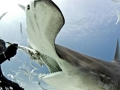 Great Hammerhead Shark