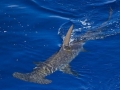 Great Hammerhead Shark