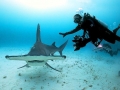 Great Hammerhead Shark