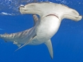 Great Hammerhead Shark
