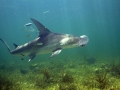 Great Hammerhead Shark