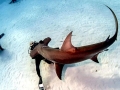 Great Hammerhead Shark