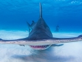 Great Hammerhead Shark