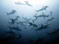 Great Hammerhead Shark