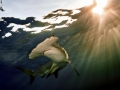 Great Hammerhead Shark