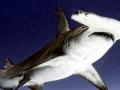 Great Hammerhead Shark