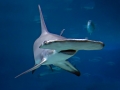 Great Hammerhead Shark