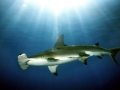 Great Hammerhead Shark
