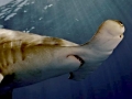 Great Hammerhead Shark