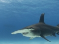 Great Hammerhead Shark