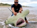 Great Hammerhead Shark