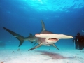 Great Hammerhead Shark