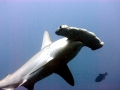 Great Hammerhead Shark