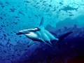 Great Hammerhead Shark