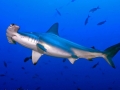Great Hammerhead Shark