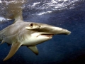 Great Hammerhead Shark