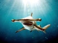 Great Hammerhead Shark