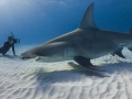 Great Hammerhead Shark