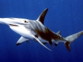 Great Hammerhead Shark