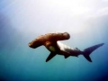 Great Hammerhead Shark