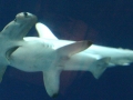 Great Hammerhead Shark
