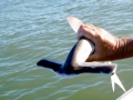 Great Hammerhead Shark