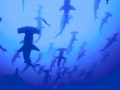 Great Hammerhead Shark