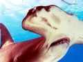 Great Hammerhead Shark