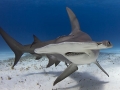 Great Hammerhead Shark