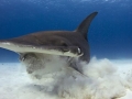 Great Hammerhead Shark