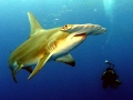 Great Hammerhead Shark