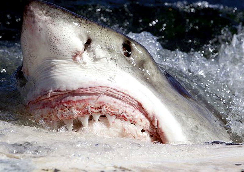 Great White Shark