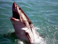 Great White Shark