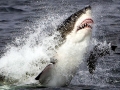 Great White Shark