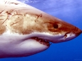Great White Shark