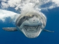 Great White Shark